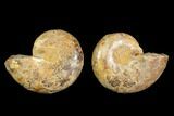 3.2" Cut & Polished Agatized Ammonite Fossil (Pair)- Jurassic - #131719-1